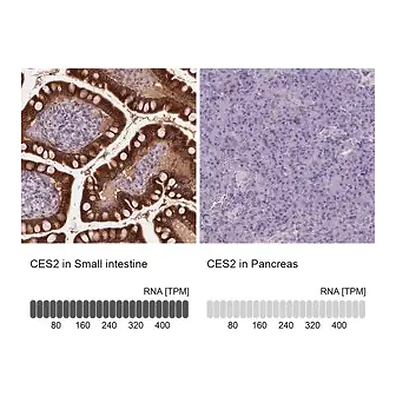 Merck Anti-CES2 antibody produced in rabbit
