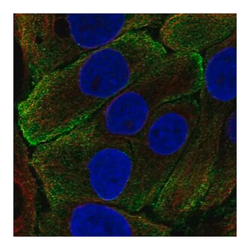 Merck Anti-KLK7 antibody produced in rabbit