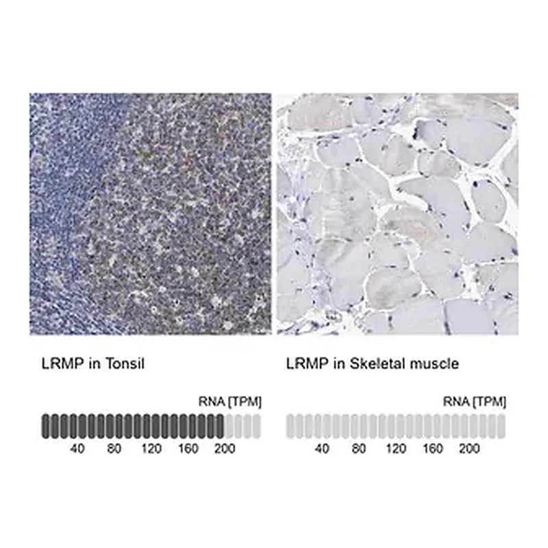 Merck Anti-LRMP antibody produced in rabbit
