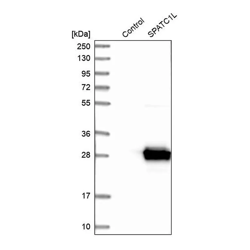 Merck Anti-SPATC1L antibody produced in rabbit