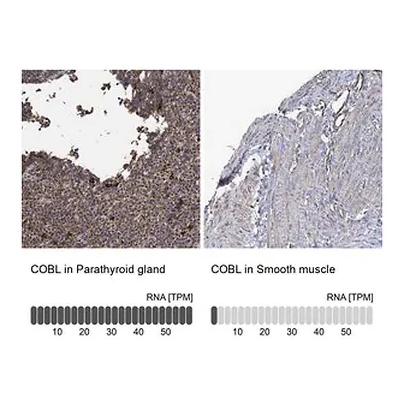 Merck Anti-COBL antibody produced in rabbit