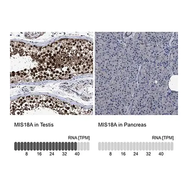 Merck Anti-MIS18A antibody produced in rabbit