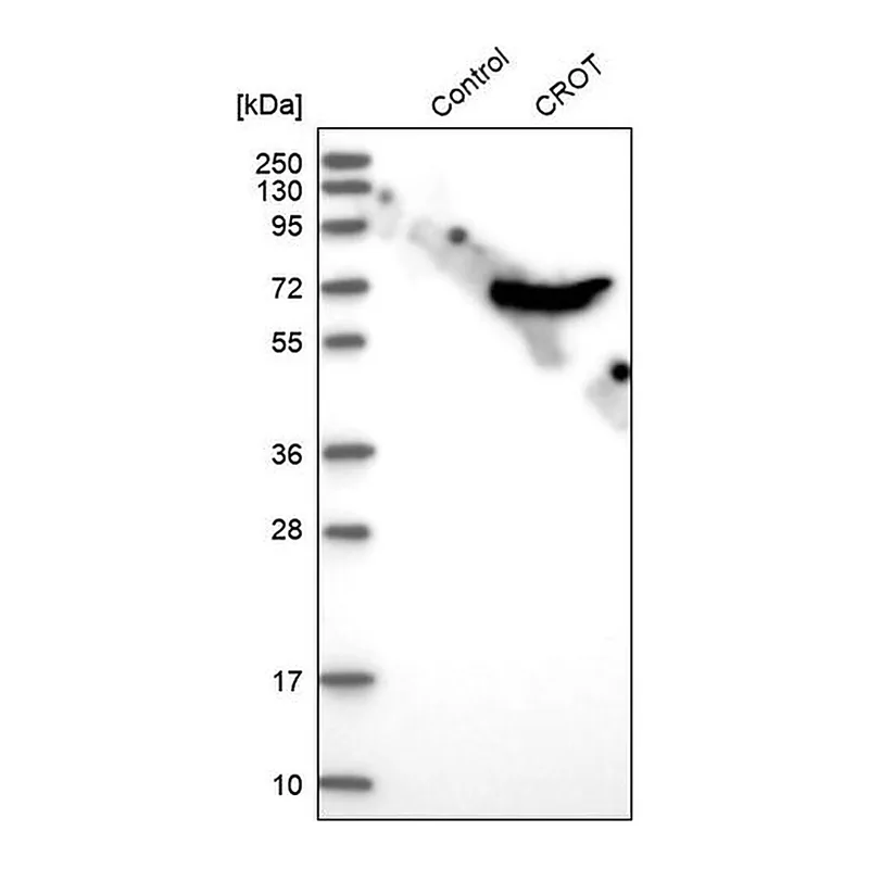 Merck Anti-CROT antibody produced in rabbit
