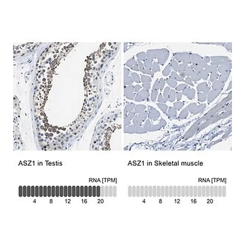 Merck Anti-ASZ1 antibody produced in rabbit