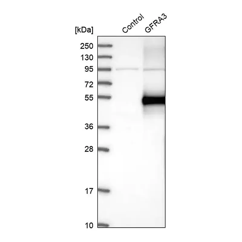 Merck Anti-GFRA3 antibody produced in rabbit