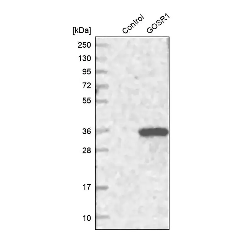 Merck Anti-GOSR1 antibody produced in rabbit