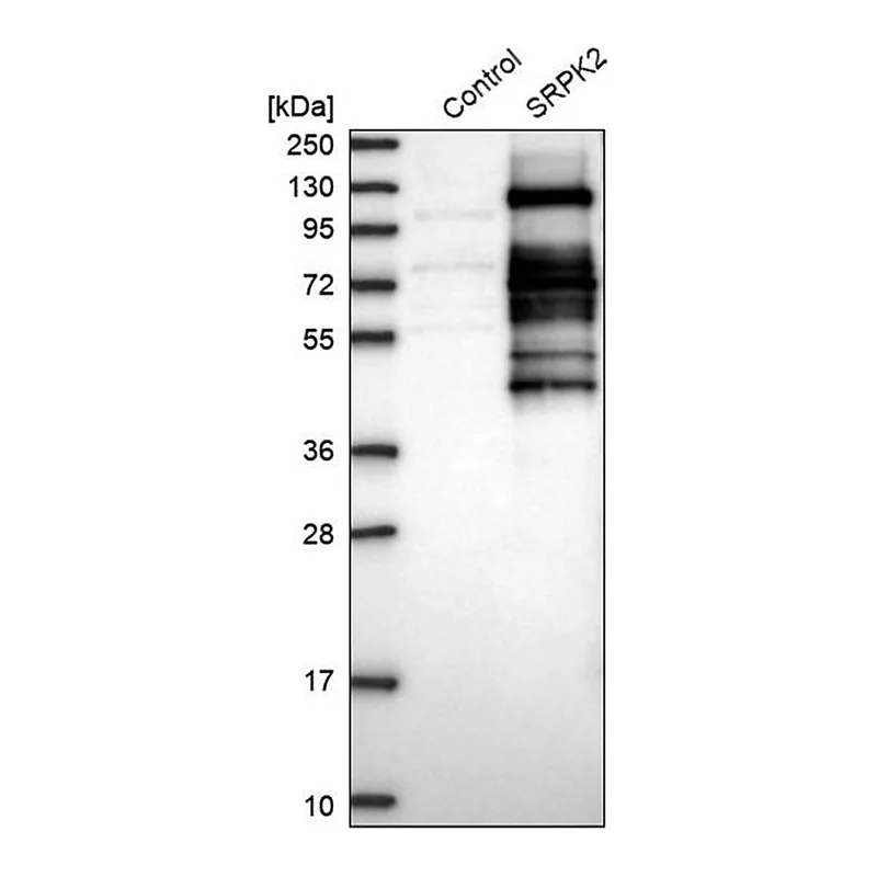 Merck Anti-SRPK2 antibody produced in rabbit