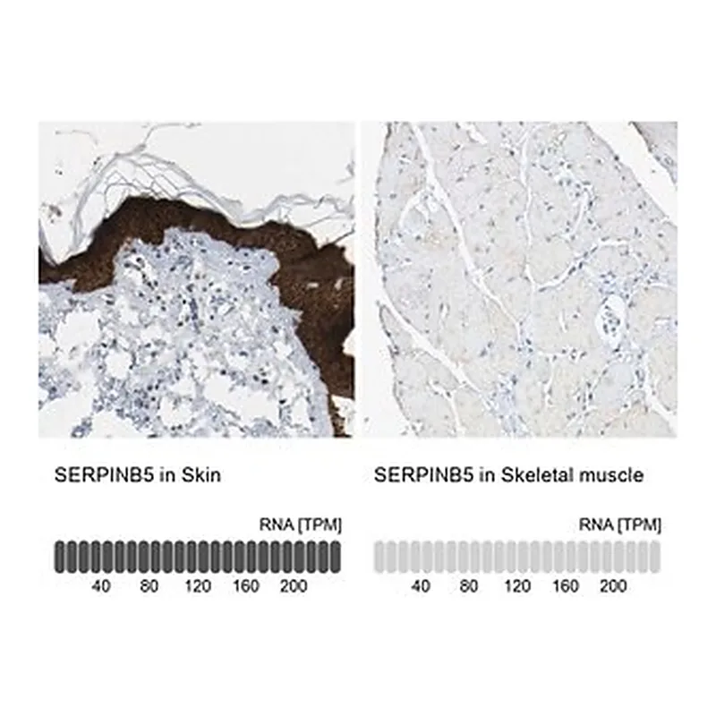 Merck Anti-SERPINB5 antibody produced in rabbit