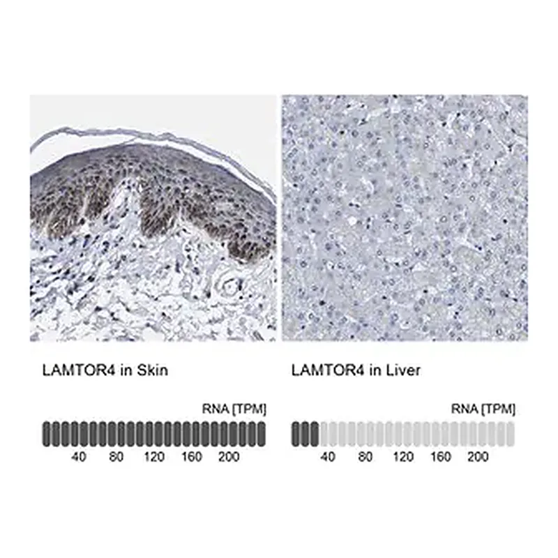 Merck Anti-LAMTOR4 antibody produced in rabbit