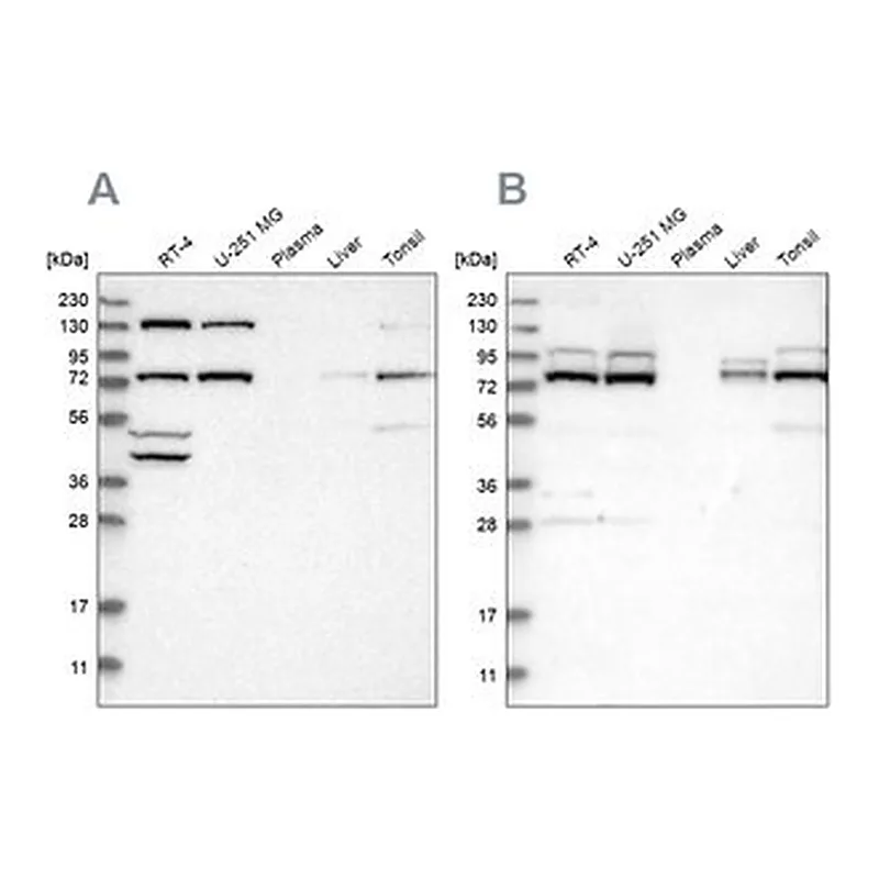 Merck Anti-PLAA antibody produced in rabbit