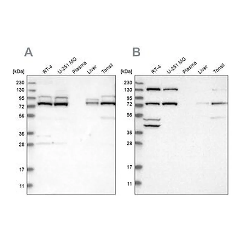 Merck Anti-PLAA antibody produced in rabbit