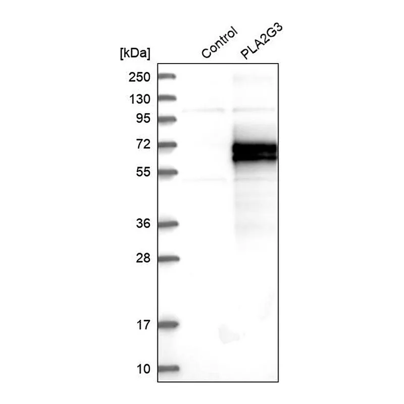 Merck Anti-PLA2G3 antibody produced in rabbit