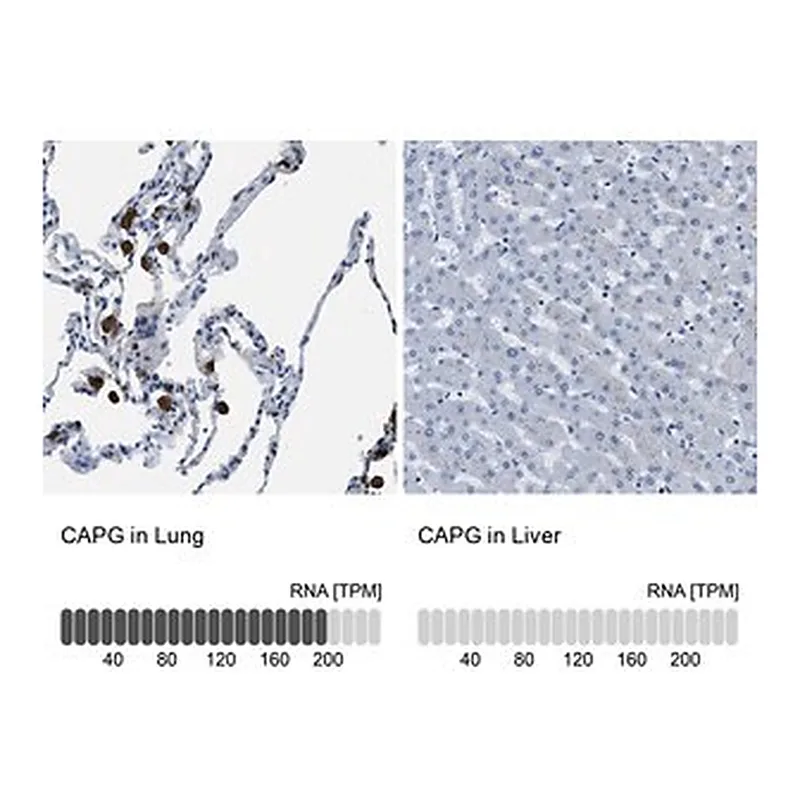 Merck Anti-CAPG antibody produced in rabbit