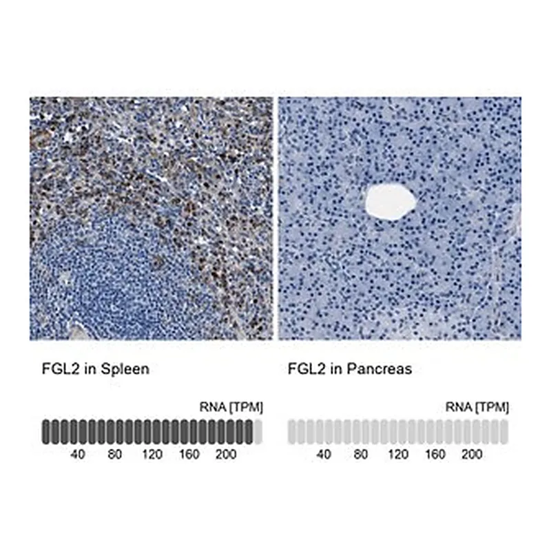 Merck Anti-FGL2 antibody produced in rabbit