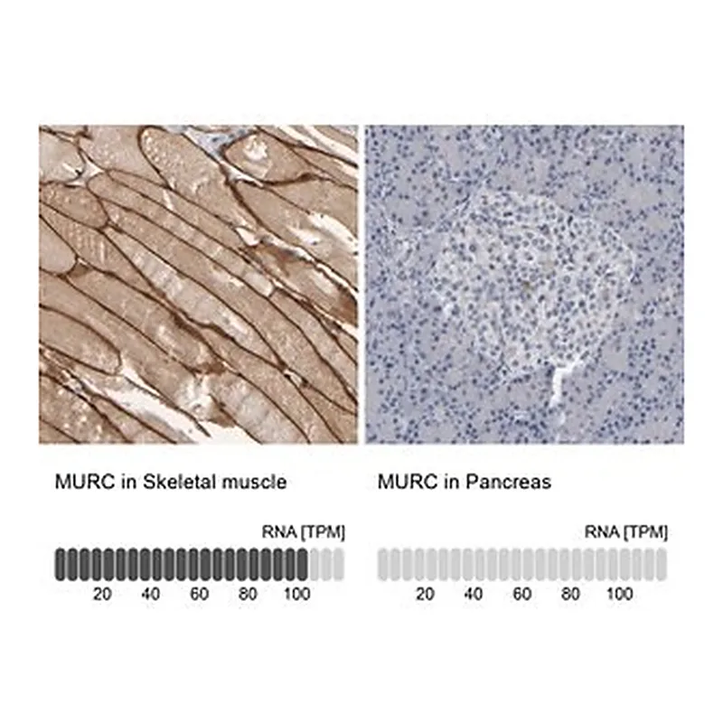 Merck Anti-MURC antibody produced in rabbit