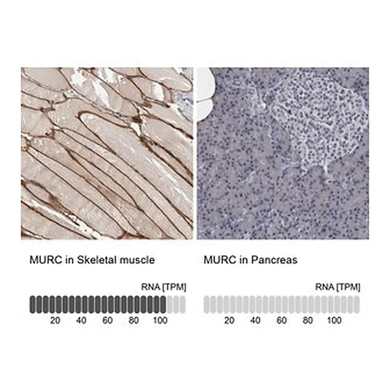 Merck Anti-MURC antibody produced in rabbit