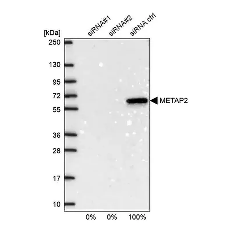 Merck Anti-METAP2 antibody produced in rabbit