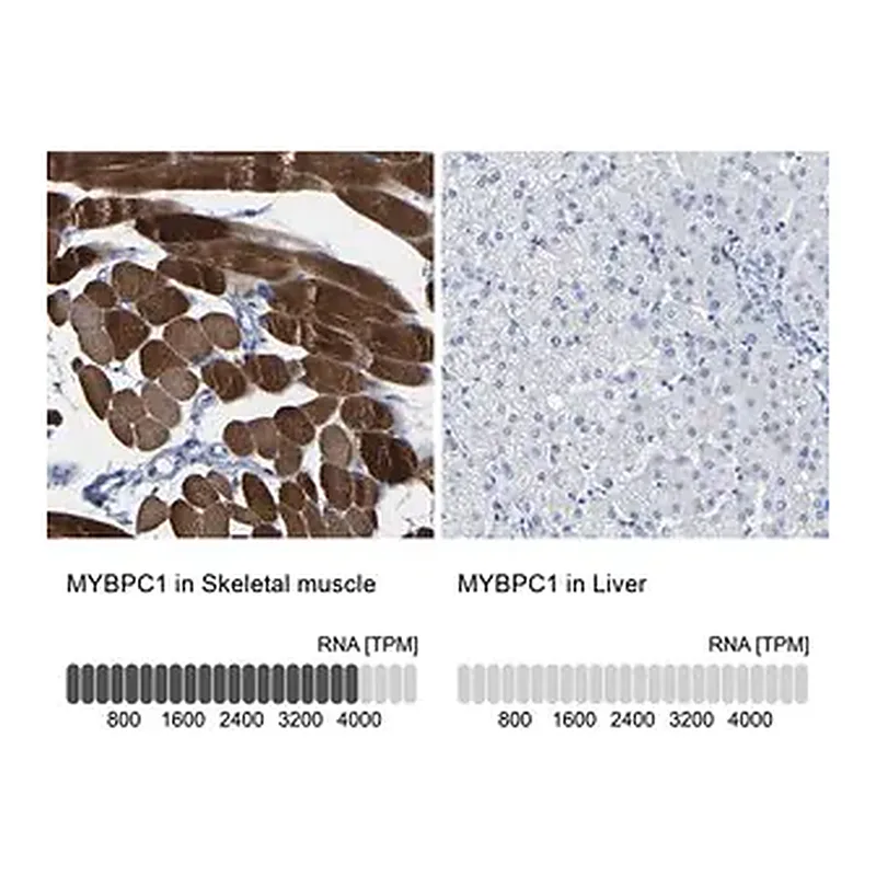 Merck Anti-MYBPC1 antibody produced in rabbit