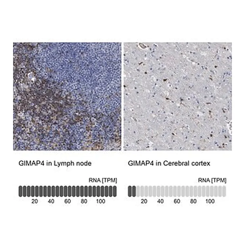 Merck Anti-GIMAP4 antibody produced in rabbit