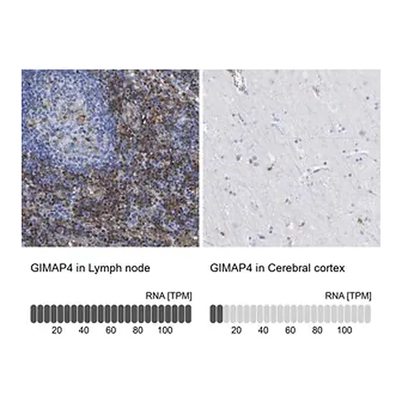 Merck Anti-GIMAP4 antibody produced in rabbit