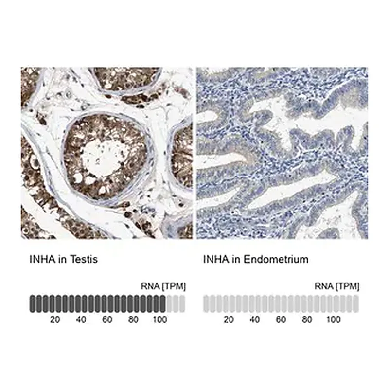 Merck Anti-INHA antibody produced in rabbit