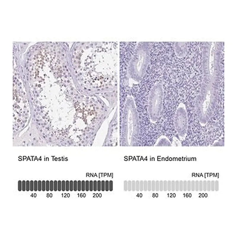 Merck Anti-SPATA4 antibody produced in rabbit