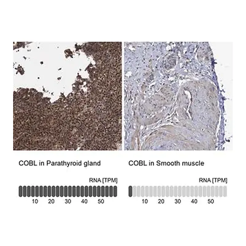 Merck Anti-COBL antibody produced in rabbit