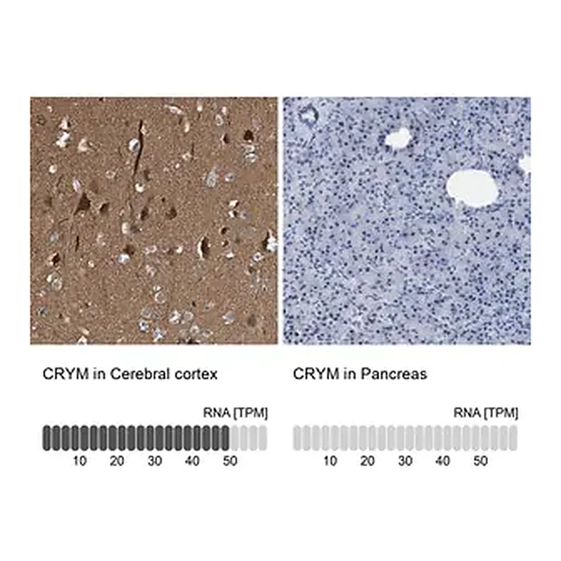 Merck Anti-CRYM antibody produced in rabbit