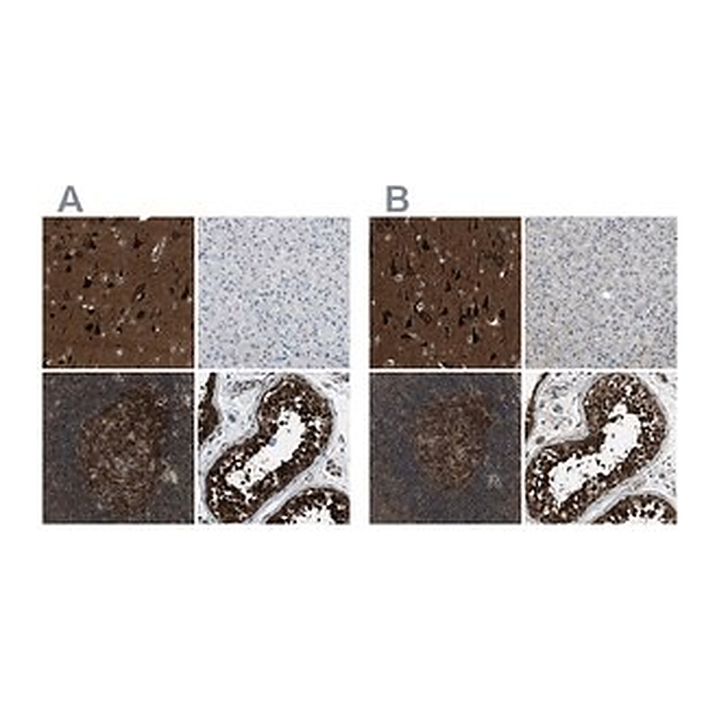Merck Anti-NUDCD3 antibody produced in rabbit