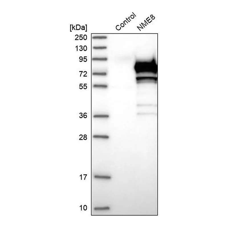 Merck Anti-NME8 antibody produced in rabbit