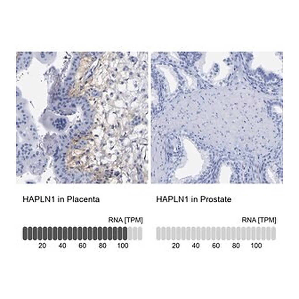 Merck Anti-HAPLN1 antibody produced in rabbit