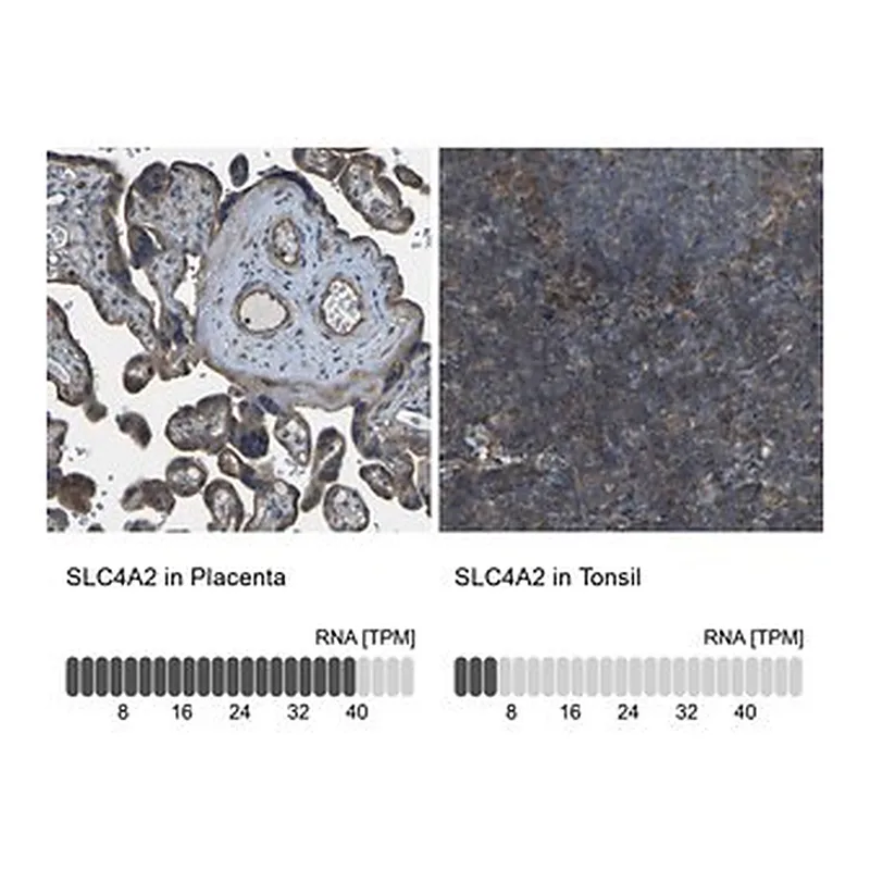 Merck Anti-SLC4A2 antibody produced in rabbit