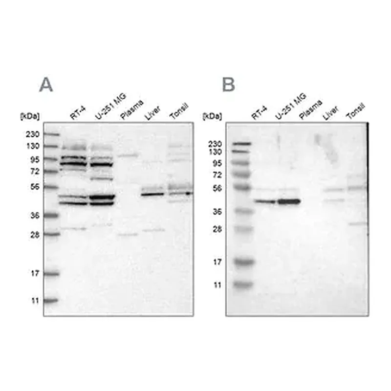 Merck Anti-WDR53 antibody produced in rabbit
