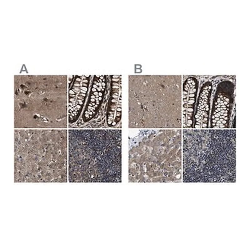 Merck Anti-PPWD1 antibody produced in rabbit