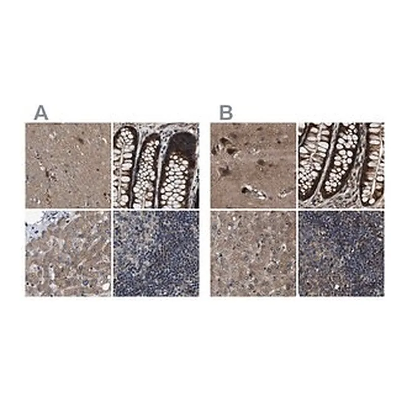 Merck Anti-PPWD1 antibody produced in rabbit
