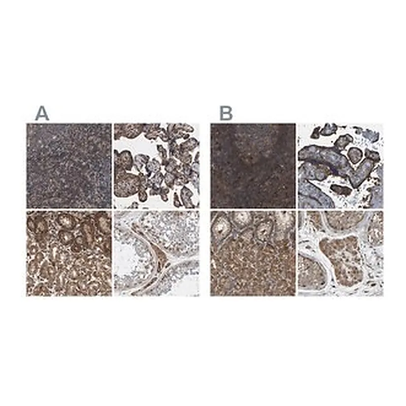 Merck Anti-SAMD9L antibody produced in rabbit