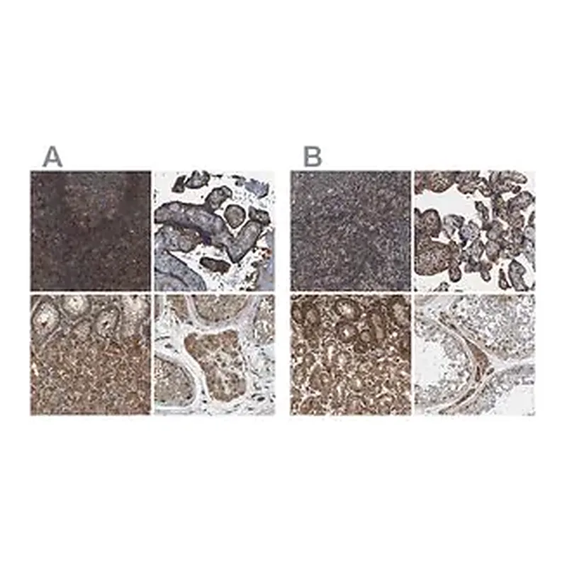 Merck Anti-SAMD9L antibody produced in rabbit