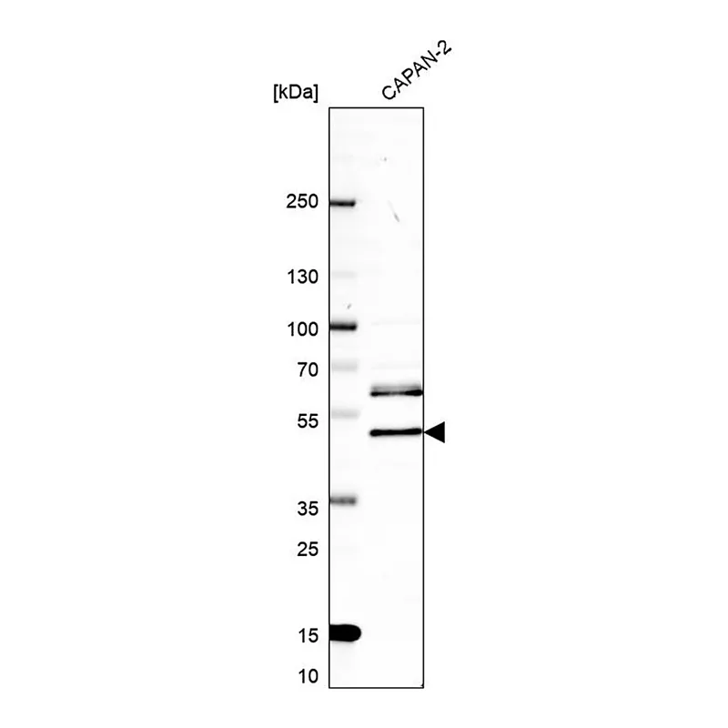Merck Anti-RFFL antibody produced in rabbit