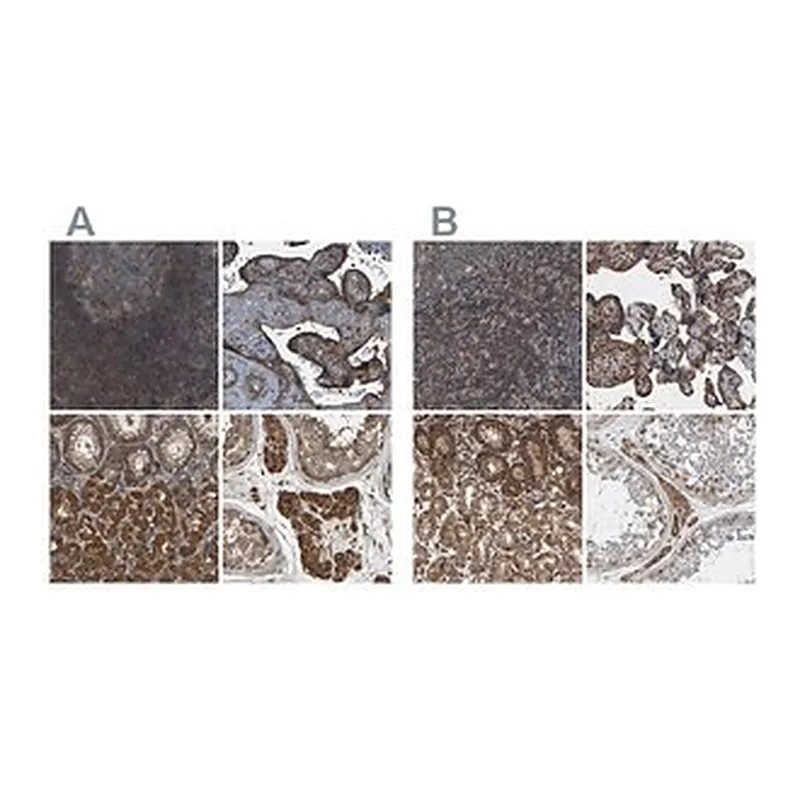 Merck Anti-SAMD9L antibody produced in rabbit