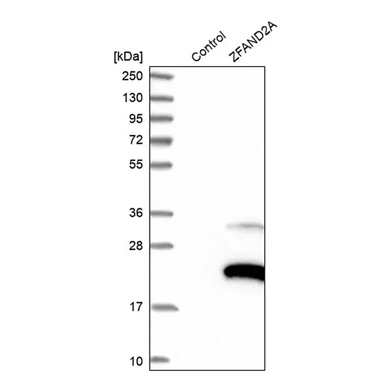 Merck Anti-ZFAND2A antibody produced in rabbit