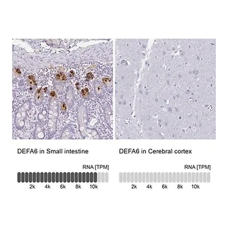 Merck Anti-DEFA6 antibody produced in rabbit