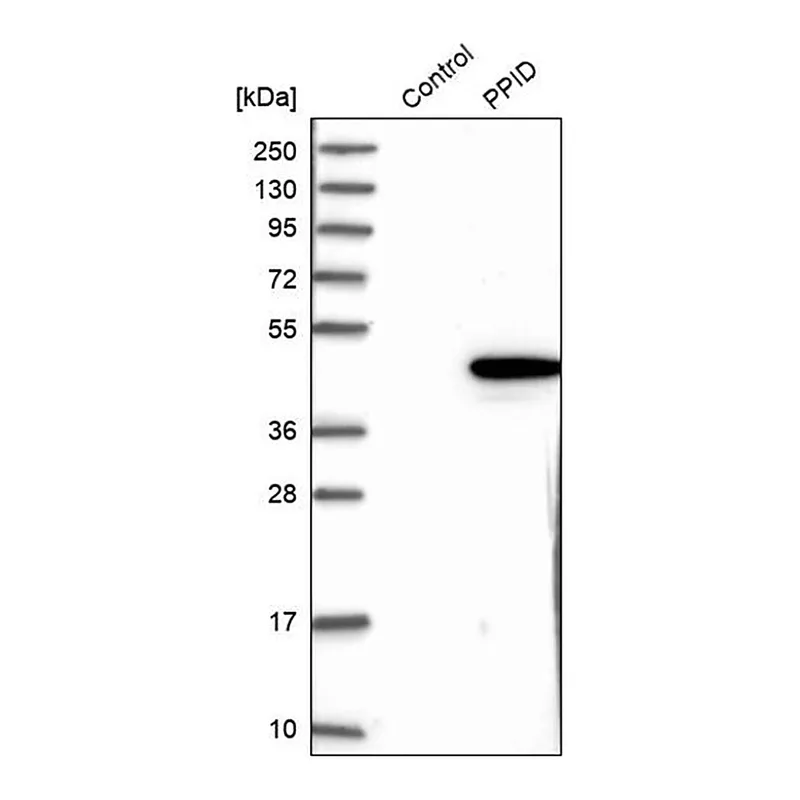 Merck Anti-PPID antibody produced in rabbit