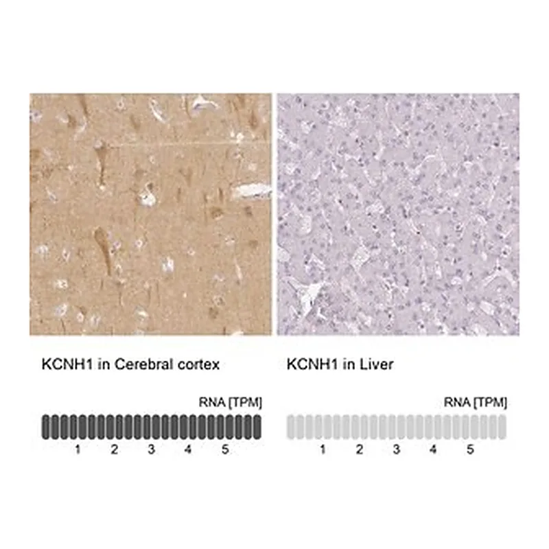 Merck Anti-KCNH1 antibody produced in rabbit