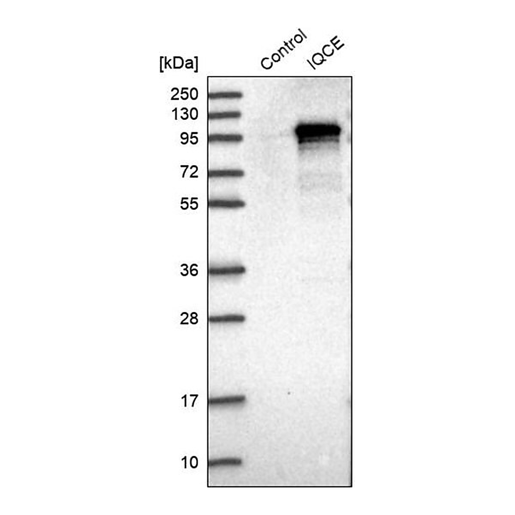 Merck Anti-IQCE antibody produced in rabbit