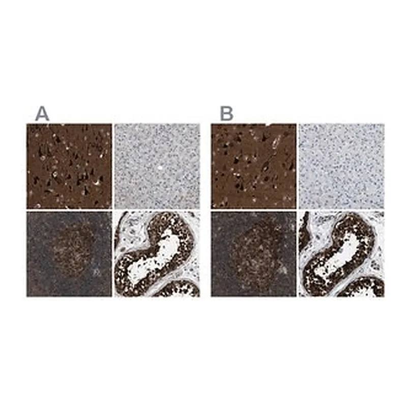 Merck Anti-NUDCD3 antibody produced in rabbit