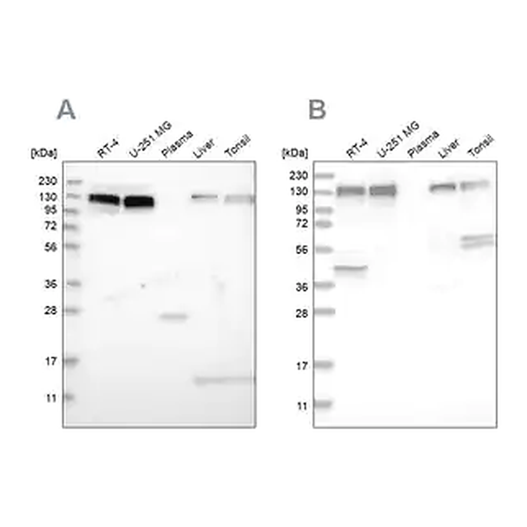 Merck Anti-ERC1 antibody produced in rabbit
