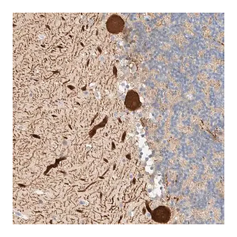 Merck Anti-AFMID antibody produced in rabbit