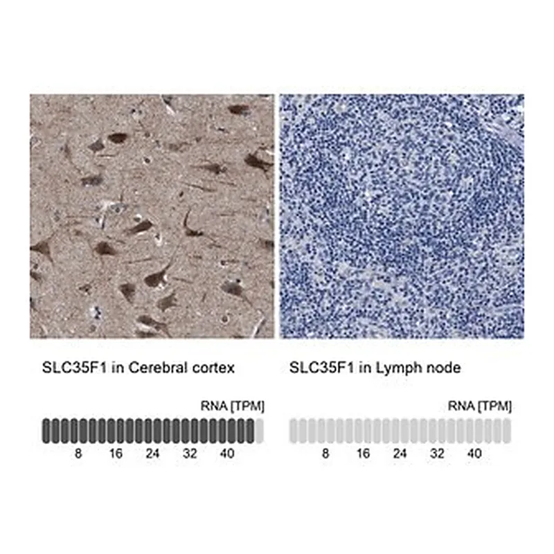 Merck Anti-SLC35F1 antibody produced in rabbit