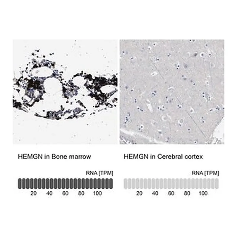 Merck Anti-HEMGN antibody produced in rabbit