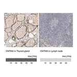 Merck Anti-CMTM4 antibody produced in rabbit